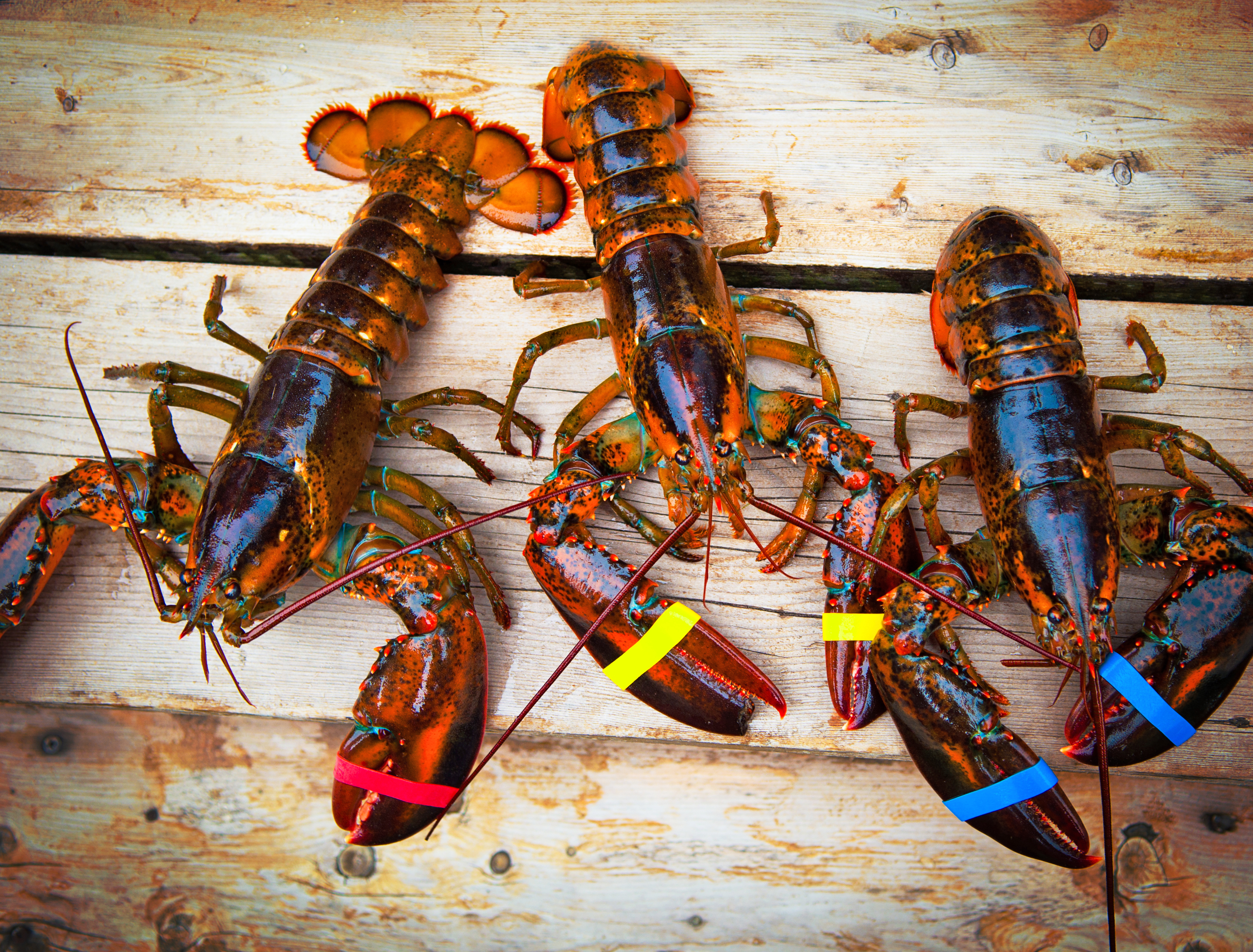 Maine Lobsters